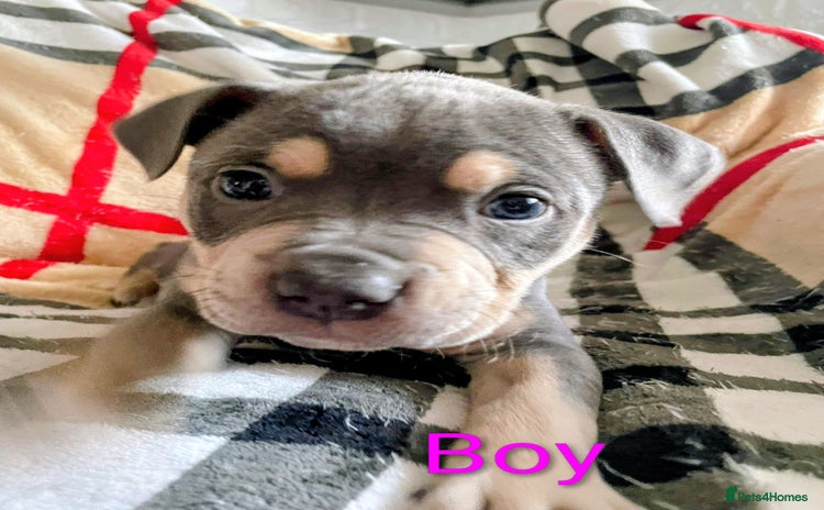 Mixed Breed dogs - Advert 8
