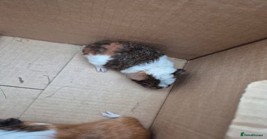 Guinea Pig rodents - Advert 15