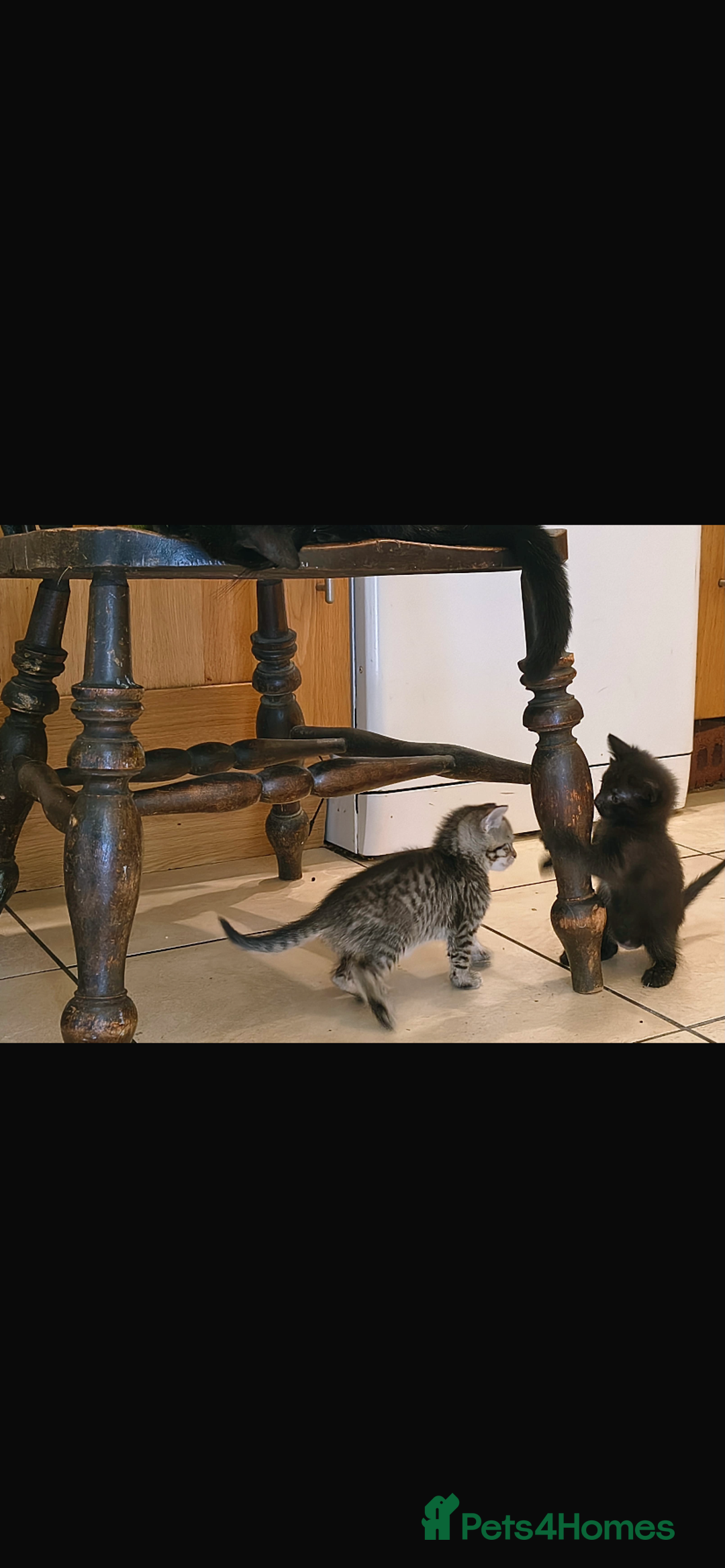 Mixed Breed cats for sale: Mixed Siamese cross kittens - Image 5
