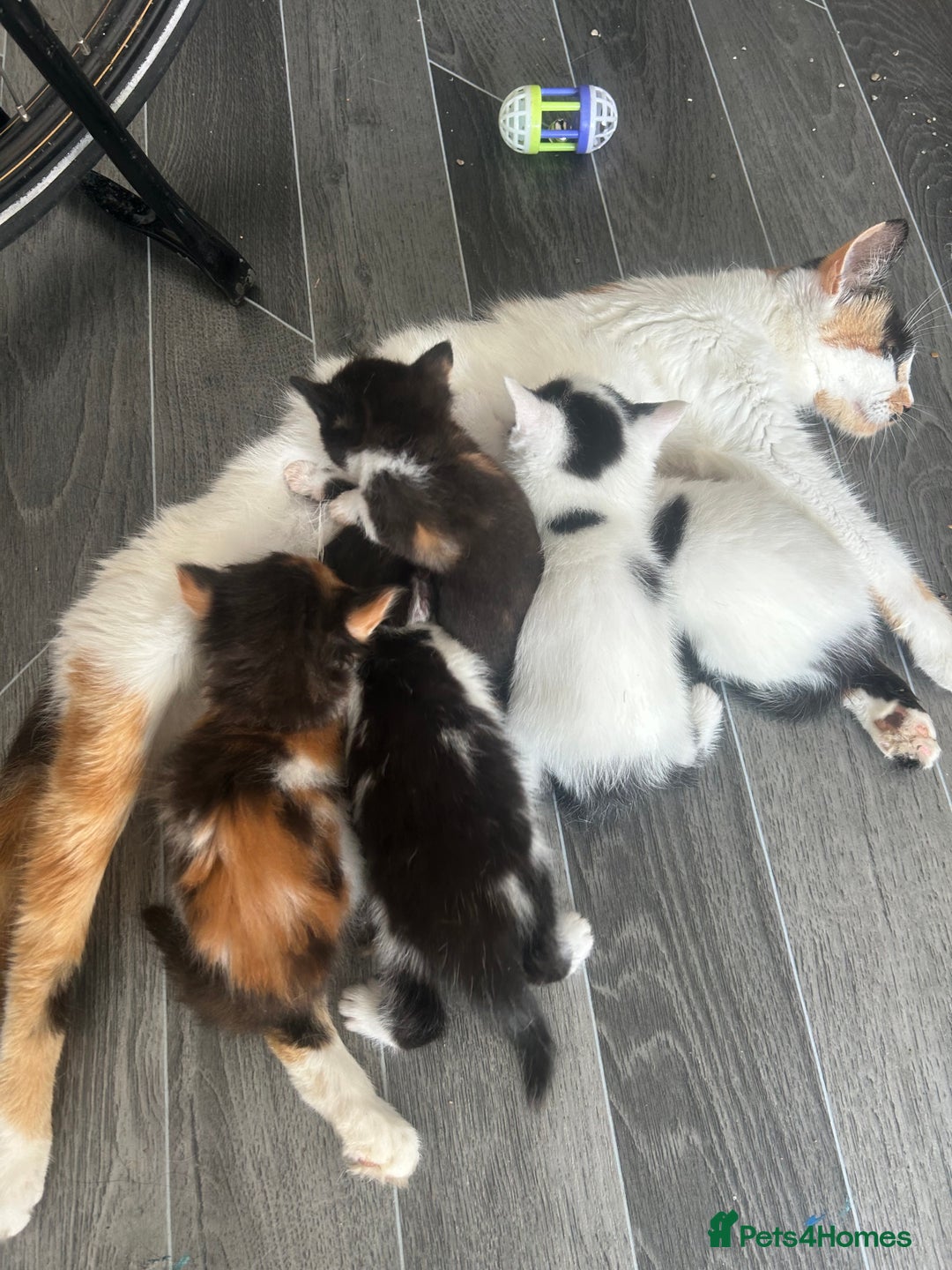 Domestic Shorthair cats for sale: Kittens ready now!  - Image 9