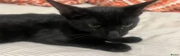 Domestic Shorthair cats for sale: Kitten for sale  in Manchester - Advert 5