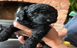Labradoodle dogs for sale: Labradoodle Puppies 10 weeks 14 Nov 25 - Image 16