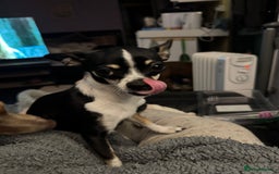 Chihuahua dogs for sale: BEAUTIFUL TRI TINY CHIHUAHUA PUPPY - Image 4