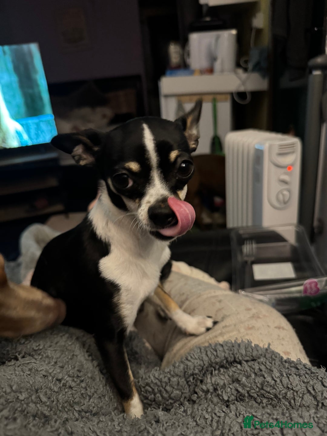 Chihuahua dogs for sale: BEAUTIFUL TRI TINY CHIHUAHUA PUPPY - Image 4