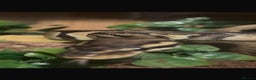Python Snake reptiles for sale: Ball python  - Advert 2