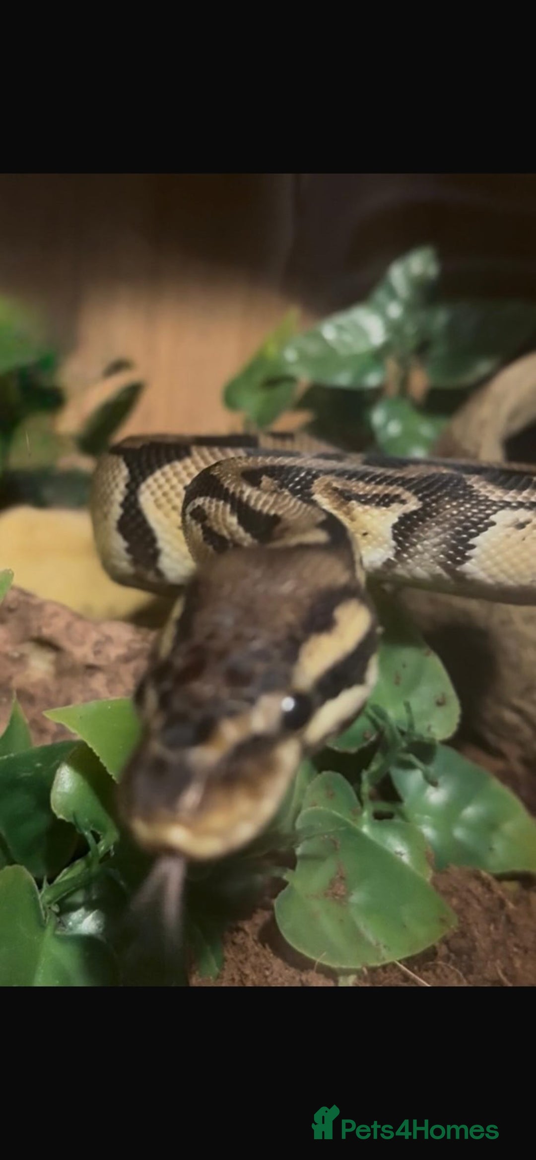 Python Snake reptiles for sale: Ball python  - Advert 2
