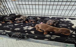 Miniature Dachshund dogs for sale: ❤️ 🐕 Miniature Dachshunds  - Image 6