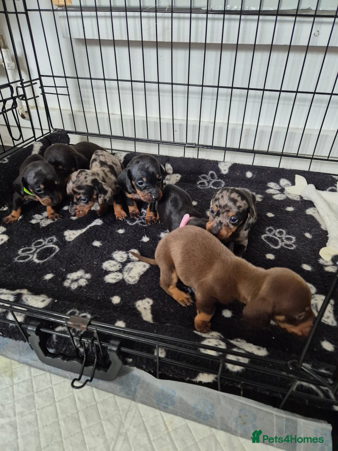 Miniature Dachshund dogs for sale: ❤️ 🐕 Miniature Dachshunds  - Image 6