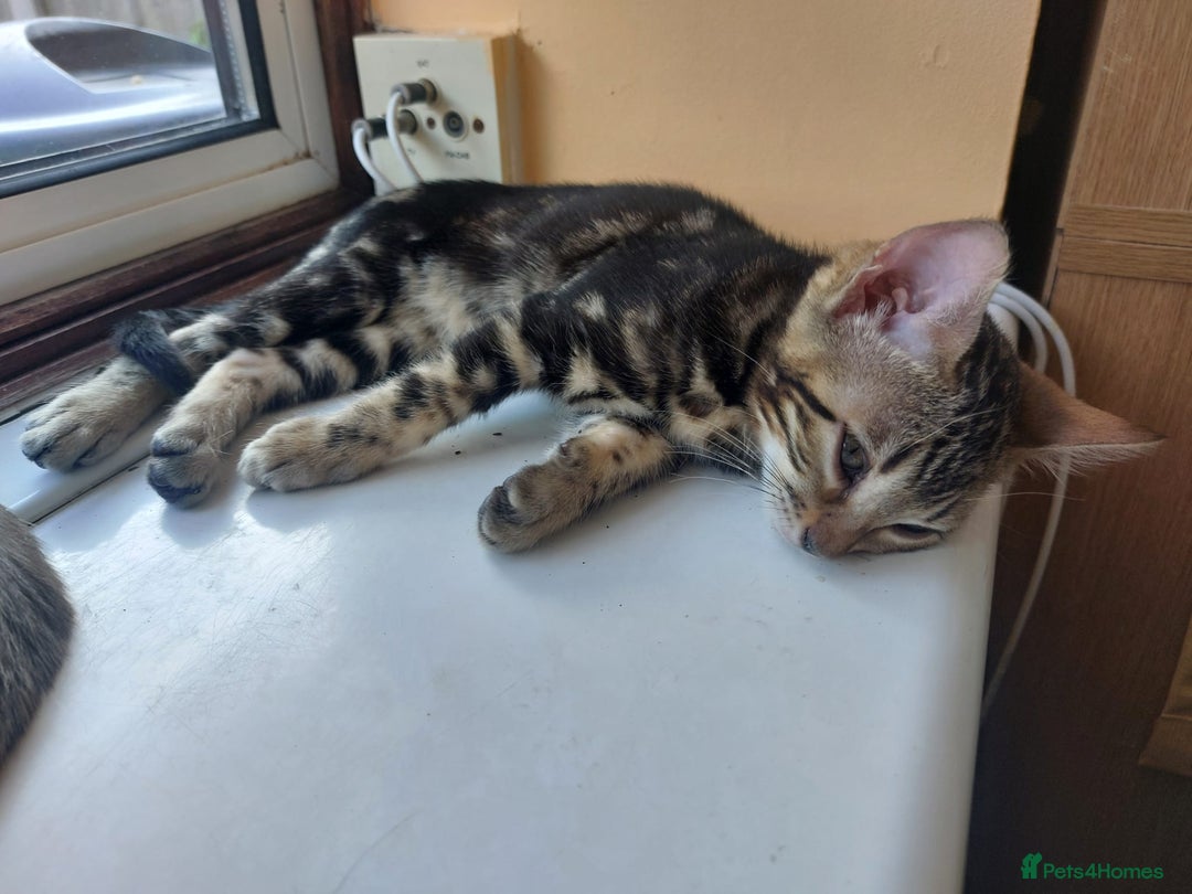 Bengal cats for sale: Female Bengal Kitten £400 - Image 7