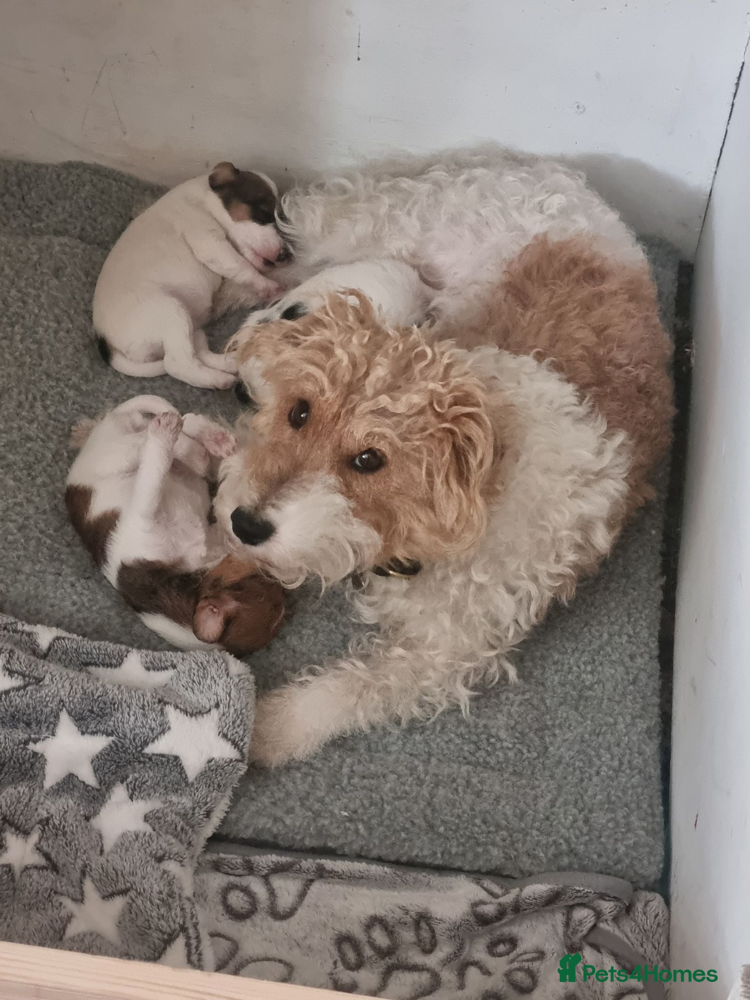 Fox Terrier dogs for sale: Fox terrier puppies  - Advert 1