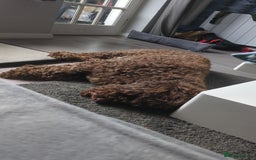 Cockapoo dogs for sale: 4 year old Cockapoo  - Image 3