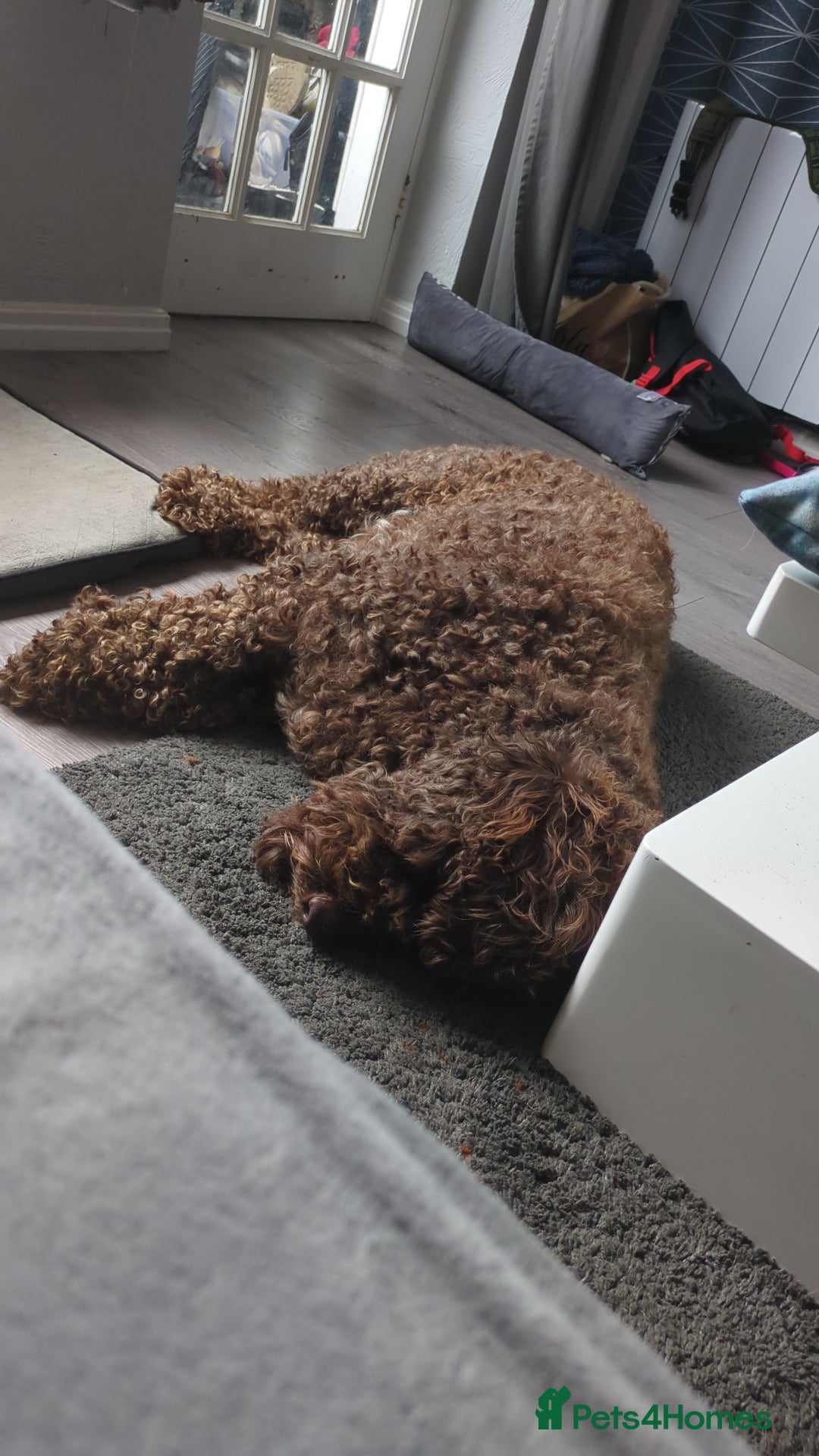 Cockapoo dogs for sale: 4 year old Cockapoo  - Image 3
