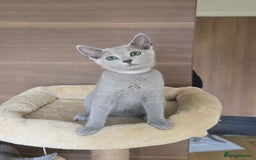 Russian Blue cats for sale: Russian Blue kittens Tica registered  - Image 25