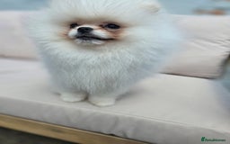 Pomeranian dogs for sale: Pure white Korean Pomeranian in Nottingham - Image 8
