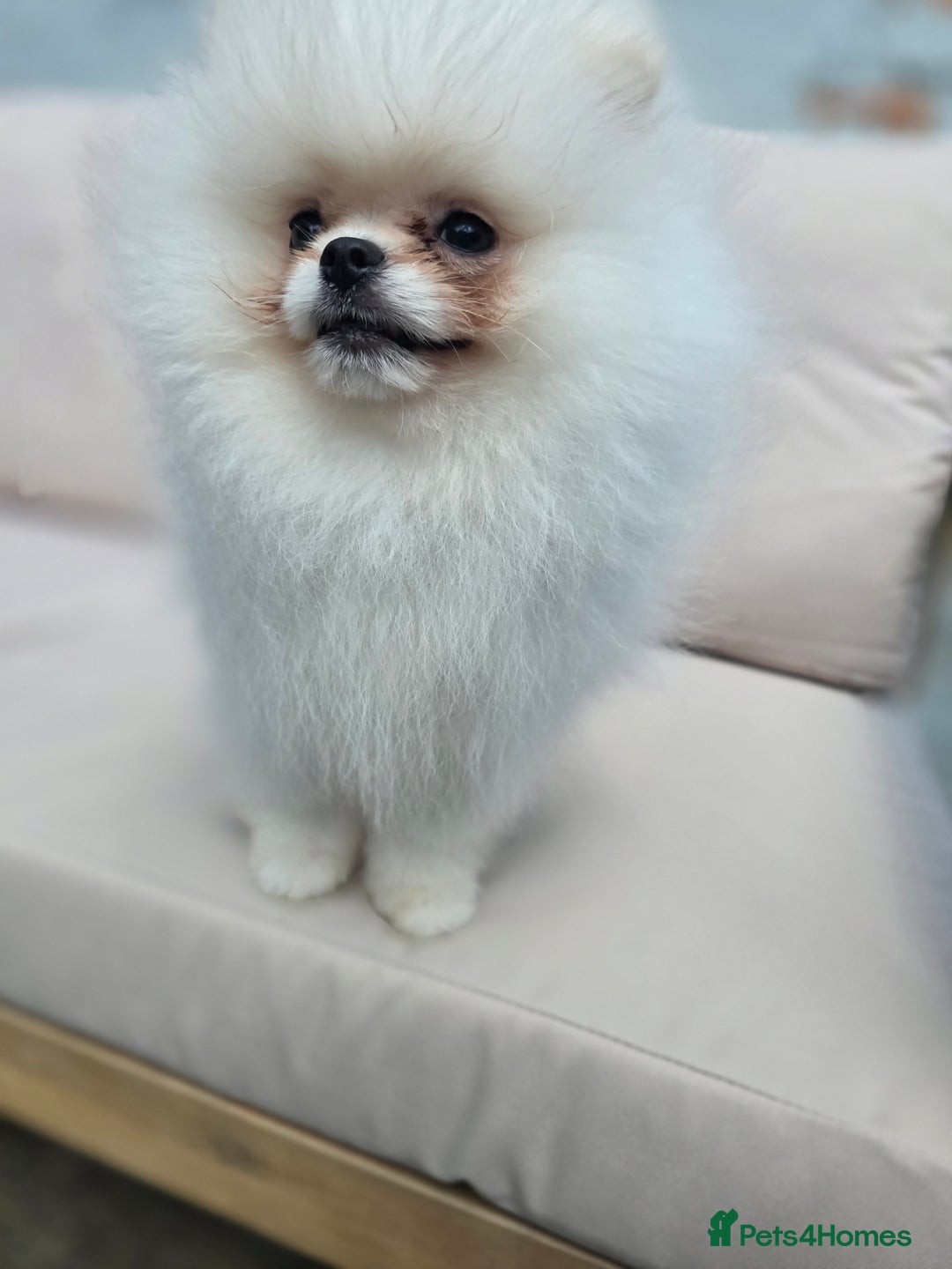 Pomeranian dogs for sale: Pure white Korean Pomeranian in Nottingham - Image 8