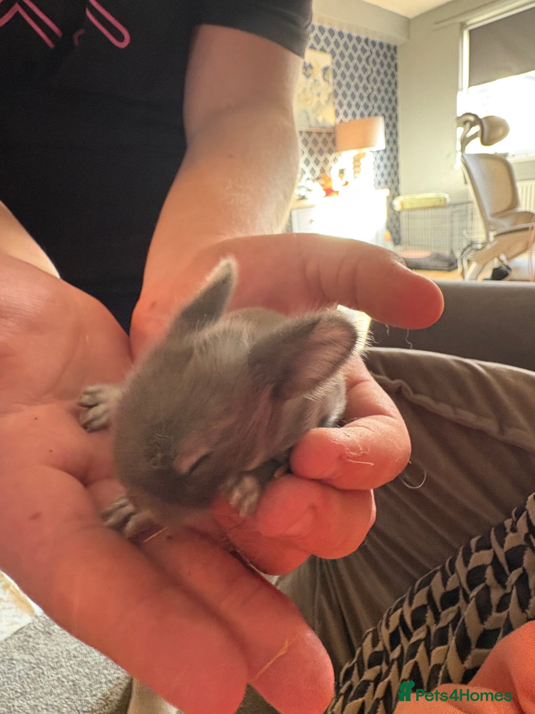 Mixed Breed rabbits for sale: Dwarf lion head/mini lop babies  - Advert 9