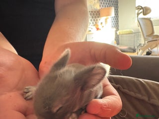 Mixed Breed rabbits Dwarf lion head/mini lop babies - Advert 2