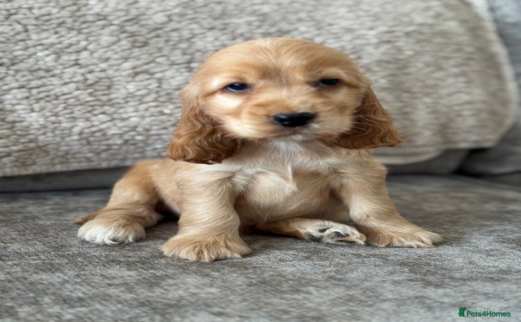 Cocker Spaniel dogs - Advert 1