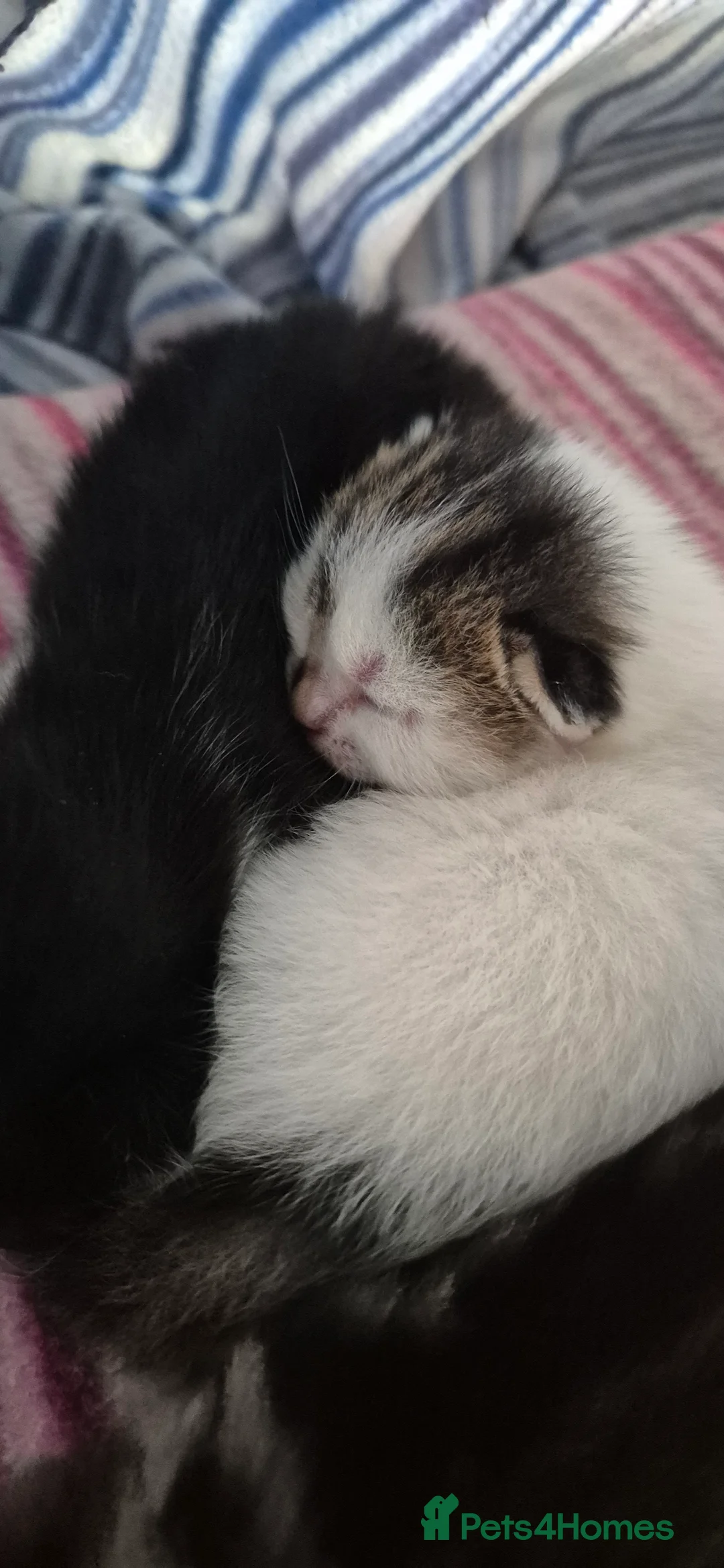 Mixed Breed cats for sale: Gorgeous mixed breed kittens! in Reading - Advert 2