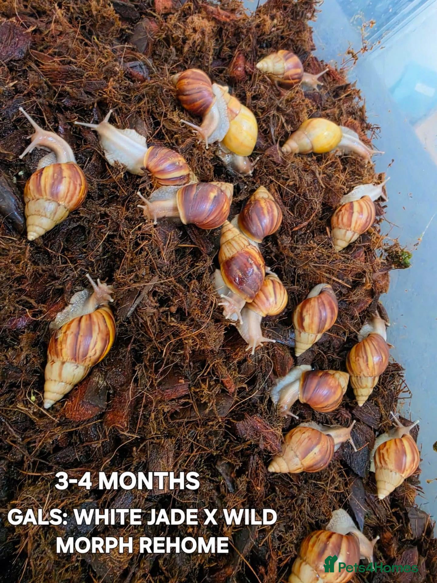 Snails invertebrates Mixed Giant African land snails  - Advert 1