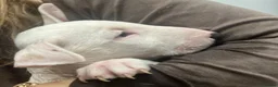English Bull Terrier dogs for sale: 3 x KC English Bull Terriers Left  - Advert 3