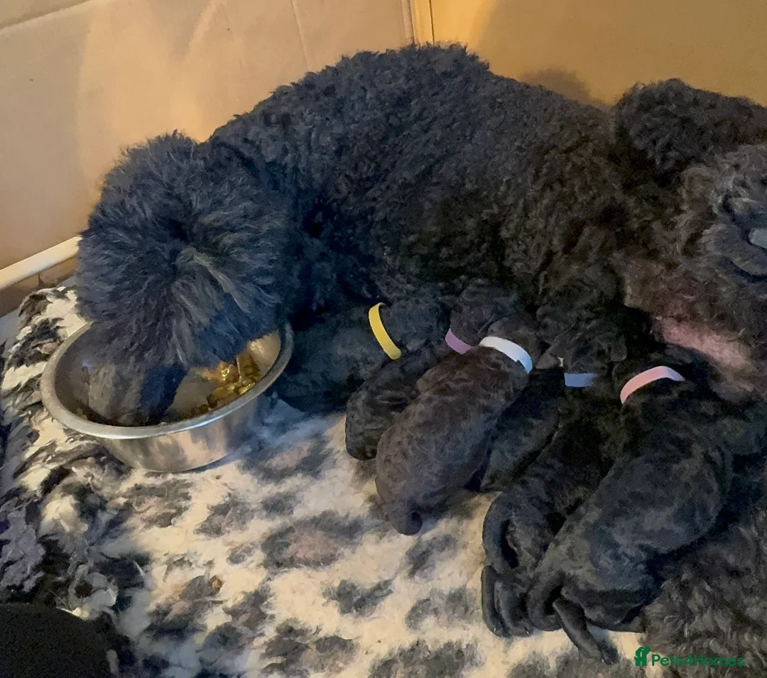 Standard Poodle dogs for sale: Reduced price£1800 Wonderful standard poodle pup’s - Advert 11