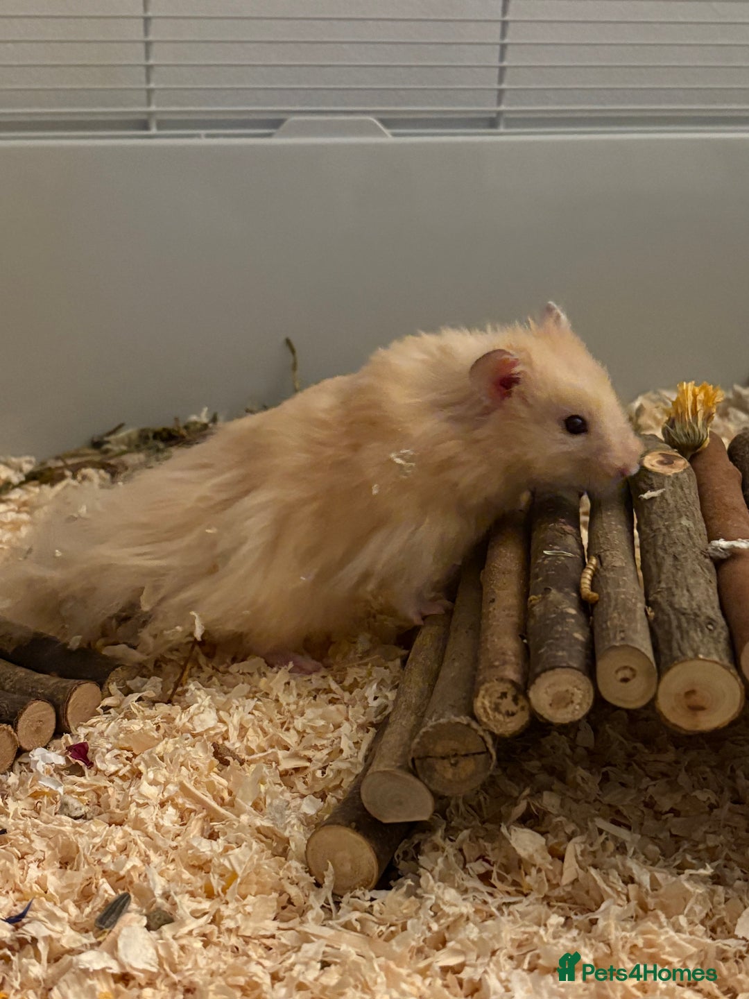 Hamster rodents for sale: Male long haired Syrian hamster - Advert 7