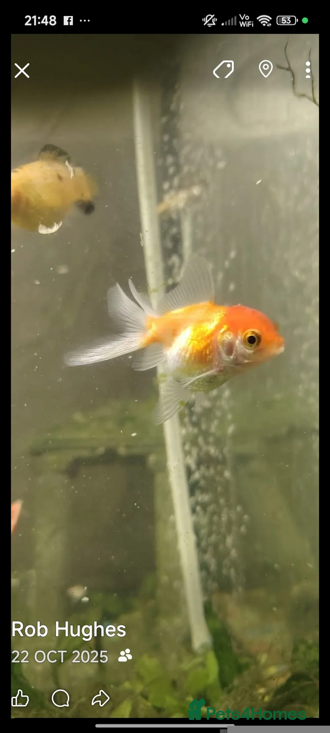 Fancy Goldfish fish for sale: Fancy goldfish,danios for sale  and tank - Advert 6