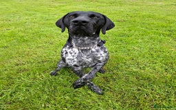 German Shorthaired Pointer dogs for sale: GSP Seeking Forever Home - Image 6