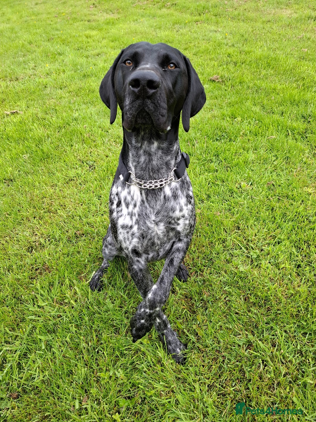 German Shorthaired Pointer dogs for sale: GSP Seeking Forever Home - Image 6