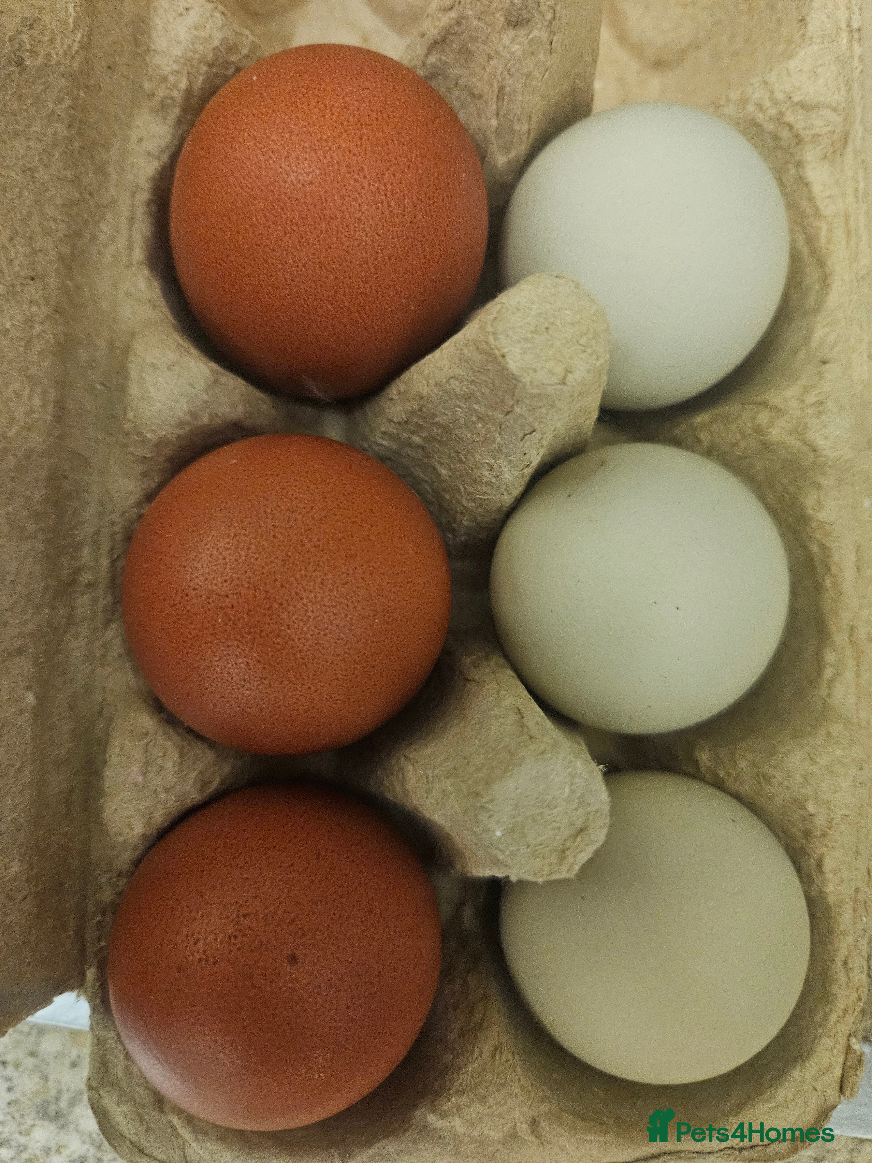 Chickens poultry Hatching chicken eggs - Advert 1