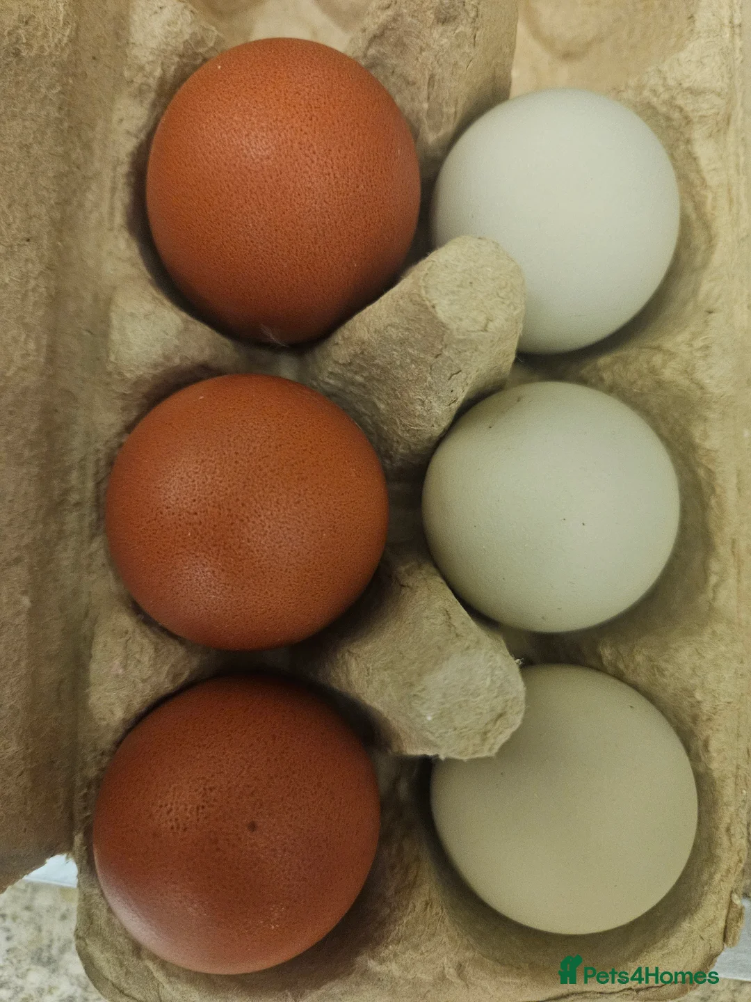 Chickens poultry for sale: Hatching chicken eggs - Advert 1