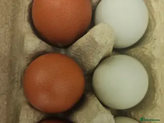 Chickens poultry Hatching chicken eggs - Advert 1