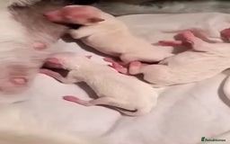 Maltese dogs for sale: Maltese puppies  - Image 9