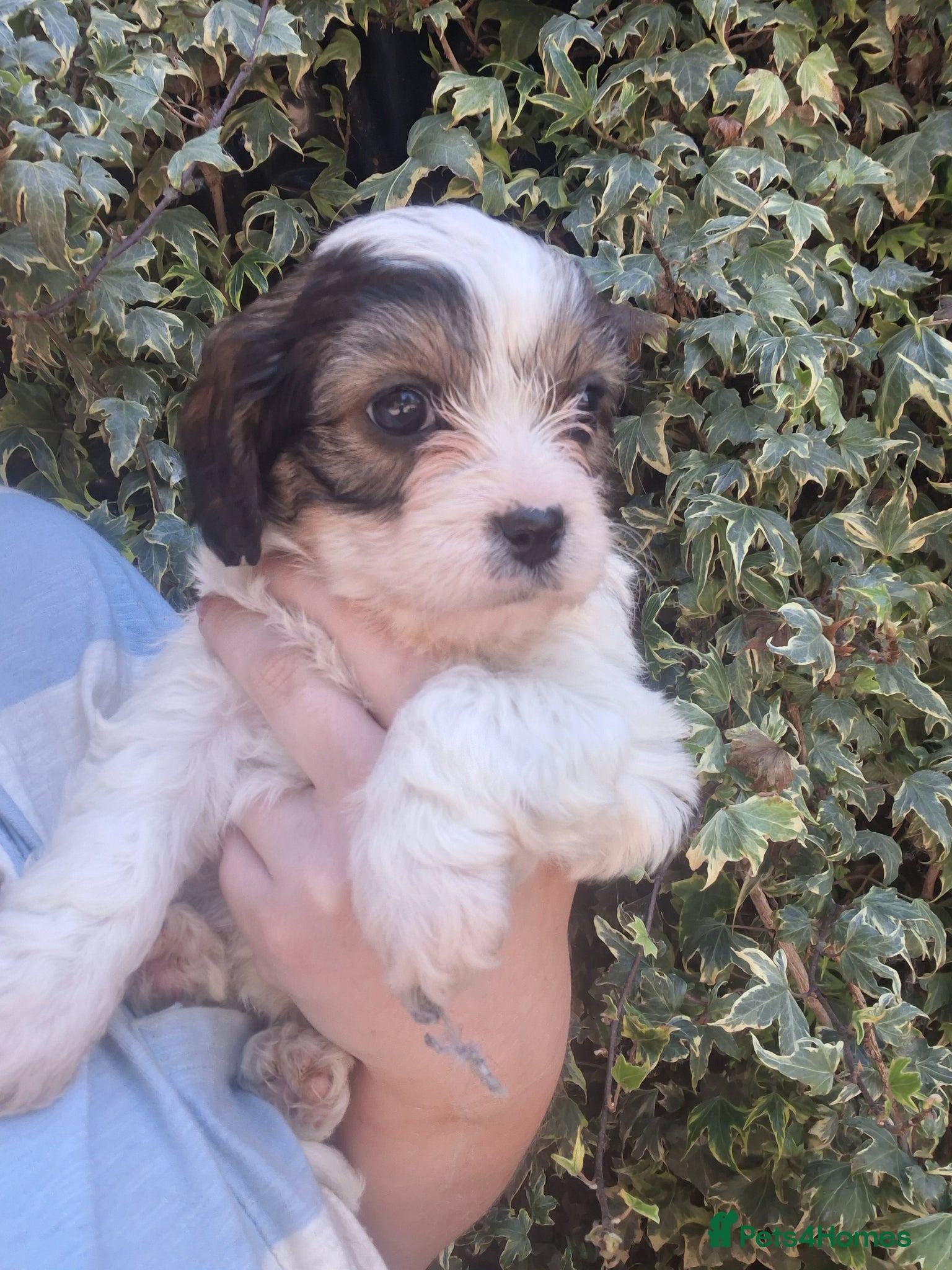 Cavachon dogs Beautiful f1 cavachons - all now sold - Advert 2