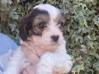Cavachon dogs Beautiful f1 cavachons - all now sold - Advert 2