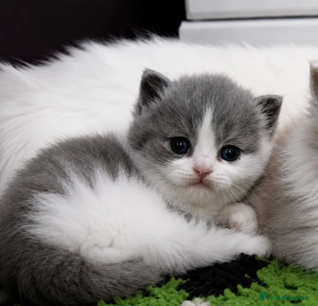 British Shorthair cats for sale: Beautiful blue bi colour British Shorthair  - Advert 2