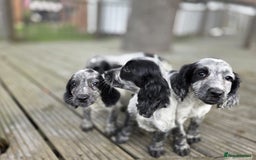 Cocker Spaniel dogs for sale: Cocker spaniel pups looking for there forever home - Image 9