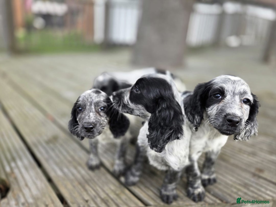 Cocker Spaniel dogs for sale: Cocker spaniel pups looking for there forever home - Image 9