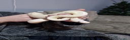 Python Snake reptiles for sale: Albino ball python - Advert 1