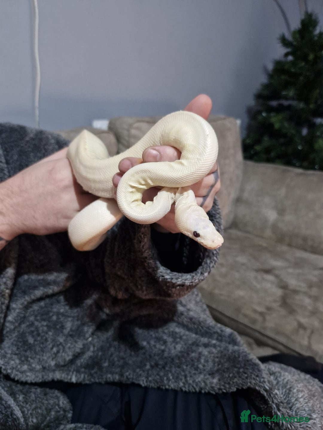Python Snake reptiles for sale: Albino ball python - Advert 1