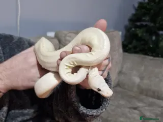 Python Snake reptiles Albino ball python - Advert 4