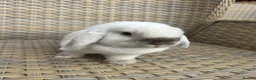 Mini Lop rabbits for sale: 1 Lovely handsome mini lop buck and adult. - Advert 2