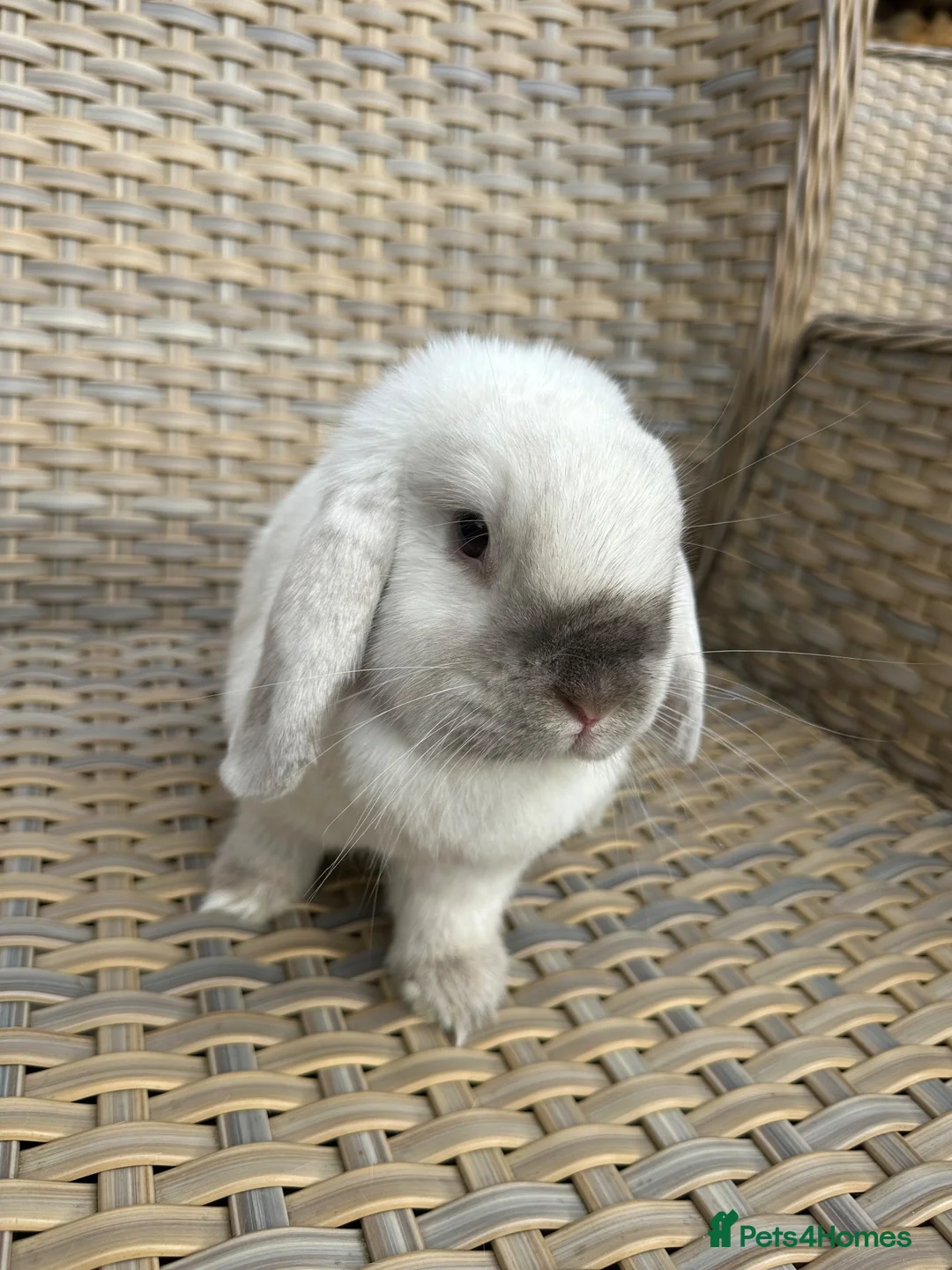 Mini Lop rabbits for sale: 1 Lovely handsome mini lop buck and adult. - Advert 2