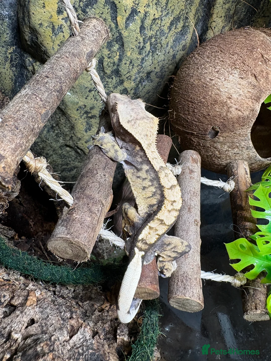 Gecko reptiles for sale: Crested gecko Harley Quinn  - Advert 5