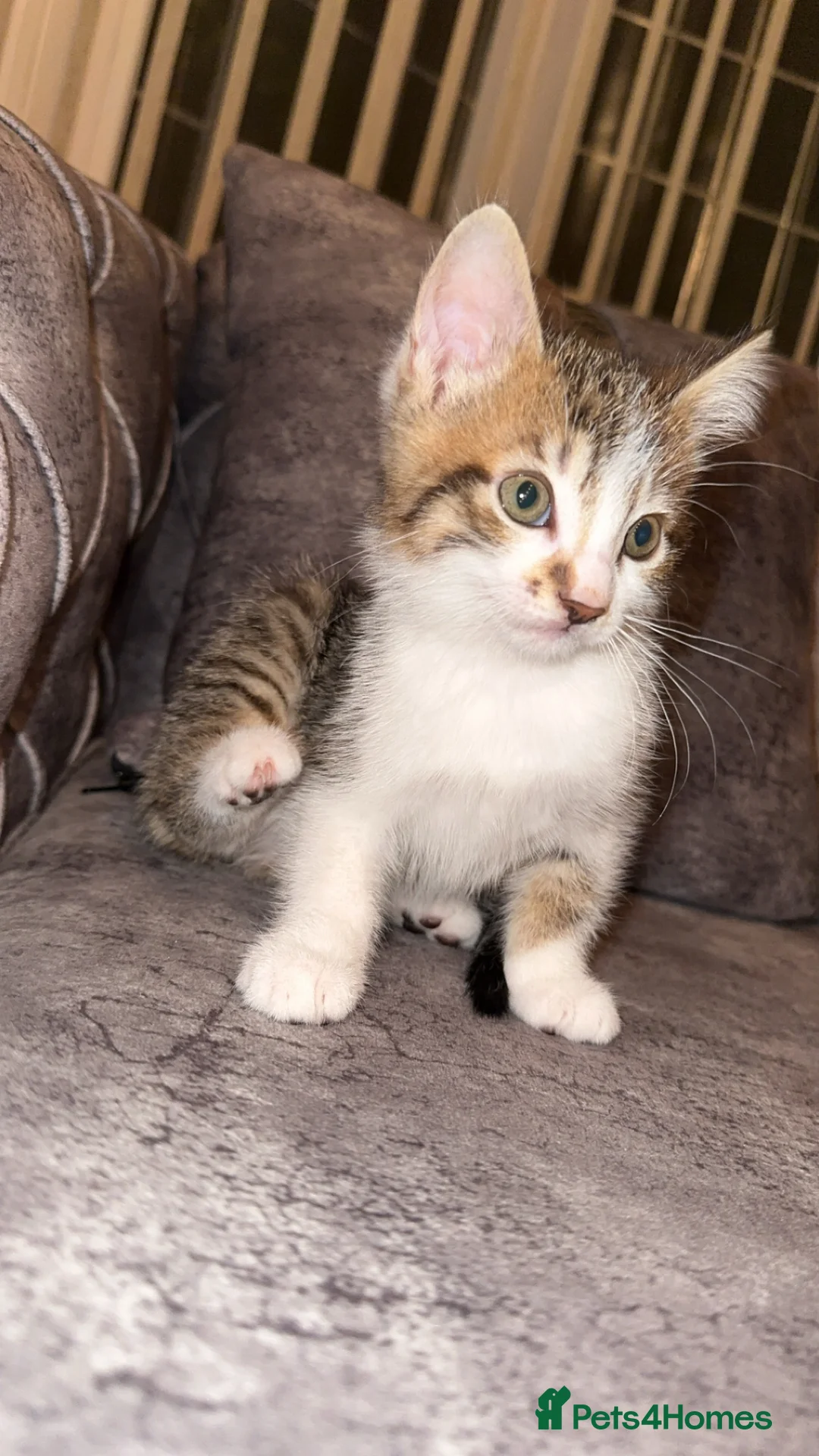 Domestic Shorthair cats for sale: Gorgeous tabby and British shorthair kitten - Advert 13