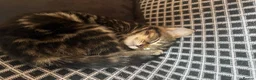 Mixed Breed cats for sale: 2 kittens for adoption  - Advert 6