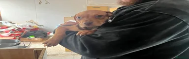 Mixed Breed Puppy 1