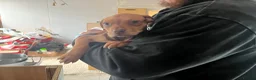 Mixed Breed dogs for sale: Mastiff x Serbian - Advert 3