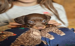 Miniature Dachshund dogs for sale: long and shorthaired chocolate. Both parents KCd - Image 2